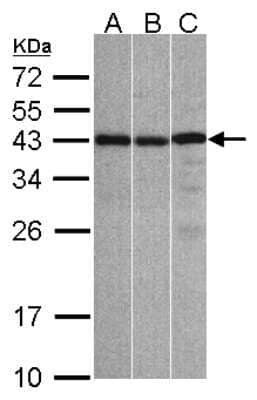 Western Blot: ZC3H8 Antibody [NBP1-32522]