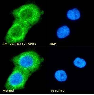 Immunocytochemistry/ Immunofluorescence: ZCCHC11/TUT4 Antibody [NB100-783]