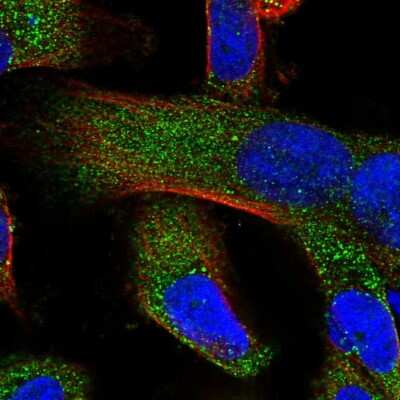 Immunocytochemistry/ Immunofluorescence: ZCCHC11/TUT4 Antibody [NBP1-83027]