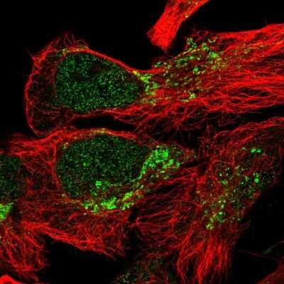 Immunocytochemistry/ Immunofluorescence: ZCCHC24 Antibody [NBP1-88536]