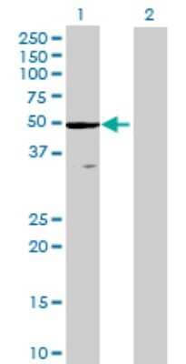 Western Blot: ZCCHC3 Antibody [H00085364-B01P]