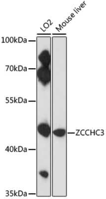 Western Blot: ZCCHC3 AntibodyAzide and BSA Free [NBP2-94056]