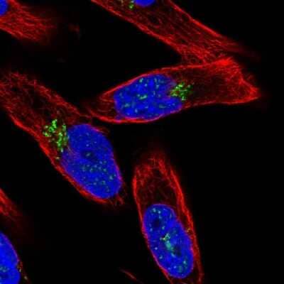 Immunocytochemistry/ Immunofluorescence: ZCCHC4 Antibody [NBP2-38258]