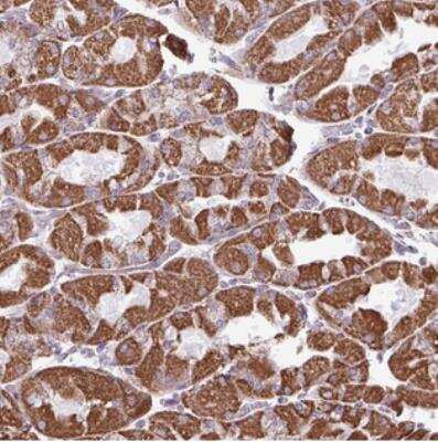 Immunohistochemistry-Paraffin: ZCCHC5 Antibody [NBP2-30851]