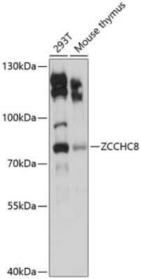 Western Blot: ZCCHC8 AntibodyAzide and BSA Free [NBP2-93302]