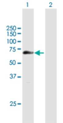 Western Blot: ZCPW1 Antibody [H00055063-B01P]