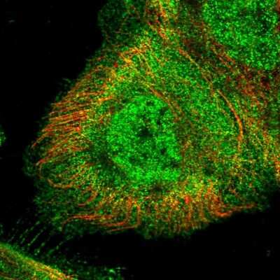 Immunocytochemistry/ Immunofluorescence: ZDBF2 Antibody [NBP2-14501]