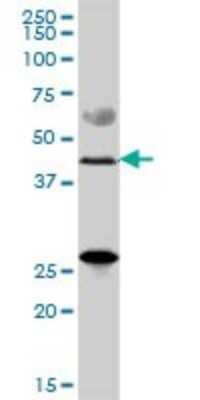 Western Blot: ZDHHC11 Antibody [H00079844-B01P]