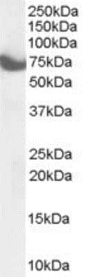 Western Blot: ZDHHC17 Antibody [NB100-1505]