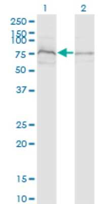 Western Blot: ZDHHC8 Antibody (1C5) [H00029801-M02]