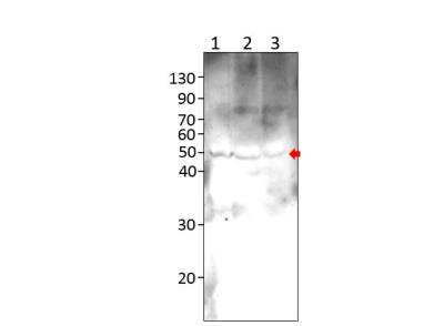 Western Blot: ZDHHC9 Antibody [NBP3-12368]