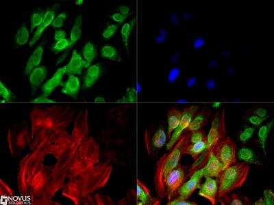 Immunocytochemistry/ Immunofluorescence: ZEB1 Antibody (2A8A6) - BSA Free [NBP2-23484]