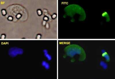 Immunocytochemistry/ Immunofluorescence: ZEB1 Antibody (4C4) [H00006935-M01]