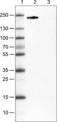 Western Blot: ZEB1 Antibody (CL0151) [NBP2-52866]