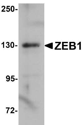 Western Blot: ZEB1 AntibodyBSA Free [NBP1-77178]