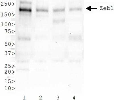 Western Blot: ZEB1 AntibodyBSA Free [NBP2-13159]