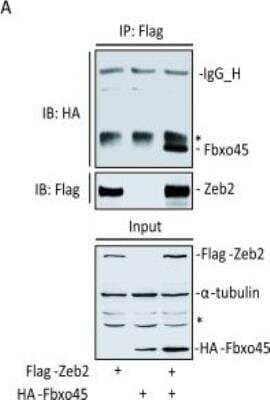 Western Blot: ZEB2 AntibodyBSA Free [NBP1-77179]