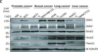 Western Blot: ZEB2 AntibodyBSA Free [NBP1-77179]