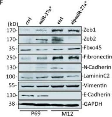 Western Blot: ZEB2 AntibodyBSA Free [NBP1-77179]