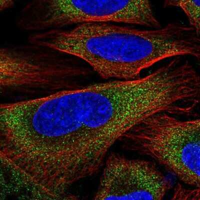 Immunocytochemistry/ Immunofluorescence: ZER1 Antibody [NBP2-33525]