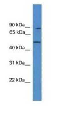 Western Blot: ZER1 Antibody [NBP1-69105]