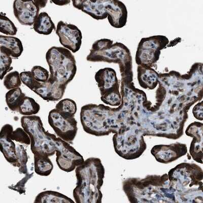 Immunohistochemistry-Paraffin: ZFAND2A Antibody [NBP1-90864]