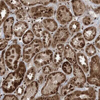 Immunohistochemistry-Paraffin: ZFAND2B Antibody [NBP1-89174]