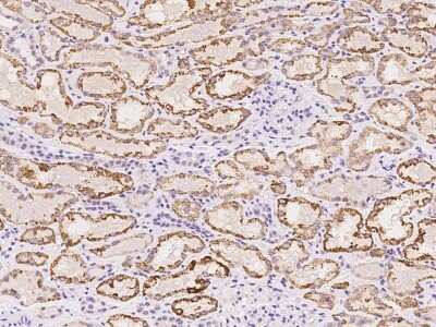 Immunohistochemistry-Paraffin: ZFAND2B Antibody [NBP2-97819]