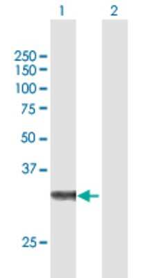 Western Blot: ZFAND3 Antibody [H00060685-B01P]