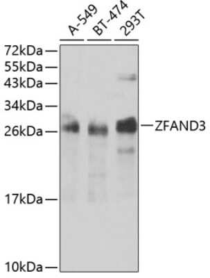 Western Blot: ZFAND3 AntibodyBSA Free [NBP2-93203]