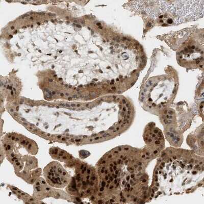 Immunohistochemistry-Paraffin: ZFAND5 Antibody [NBP1-80609]