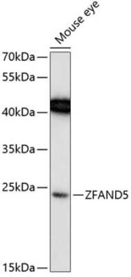 Western Blot: ZFAND5 AntibodyAzide and BSA Free [NBP2-93657]