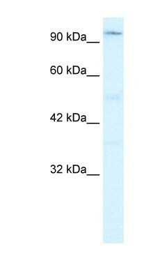 Western Blot: ZFHX2 Antibody [NBP1-79998]