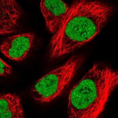 Immunocytochemistry/ Immunofluorescence: ZFHX4 Antibody [NBP1-82156]