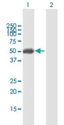 Western Blot: ZFP2 Antibody [H00080108-B01P]