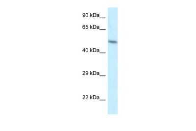 Western Blot: ZFP2 Antibody [NBP2-86414]