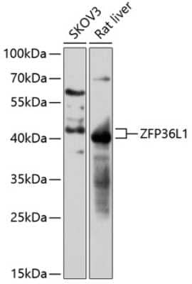 Western Blot: ZFP36L1 AntibodyAzide and BSA Free [NBP2-94828]