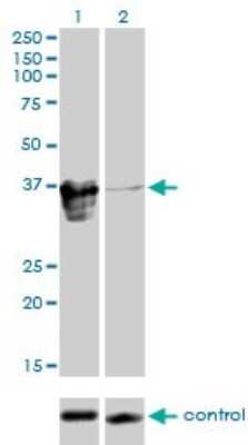 Western Blot: ZFP36L1 Antibody (1A3) [H00000677-M02]