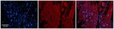 Immunohistochemistry-Paraffin: ZFP36L1 Antibody [NBP2-86905]