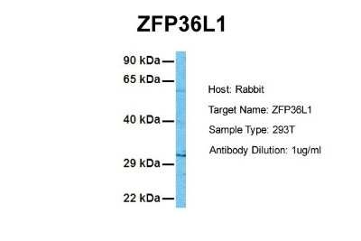 Western Blot: ZFP36L1 Antibody [NBP2-86904]