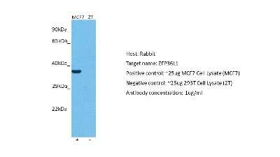 Western Blot: ZFP36L1 Antibody [NBP2-86904]