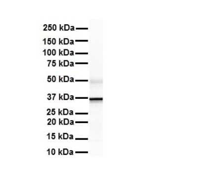 Western Blot: ZFP36L1 Antibody [NBP2-86906]