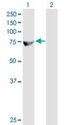 Western Blot: ZFP37 Antibody [H00007539-B01P]