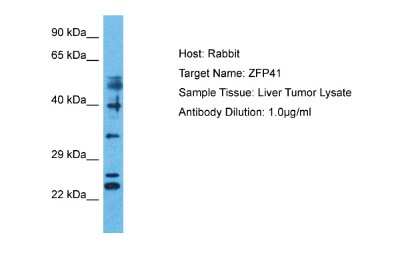 Western Blot: ZFP41 Antibody [NBP2-83801]