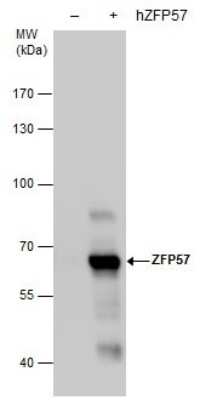 Western Blot: ZFP57 Antibody (865) [NBP2-43813]