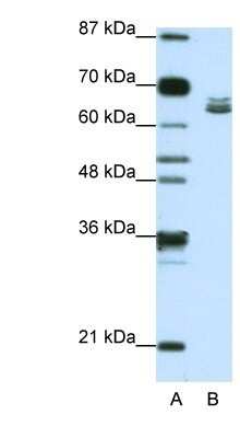 Western Blot: ZFP57 Antibody [NBP1-91550]