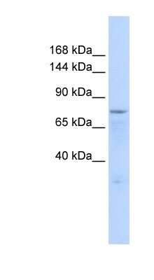 Western Blot: ZFP62 Antibody [NBP1-91531]