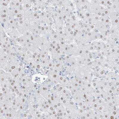 Immunohistochemistry-Paraffin: ZFP64 Antibody [NBP1-85171]