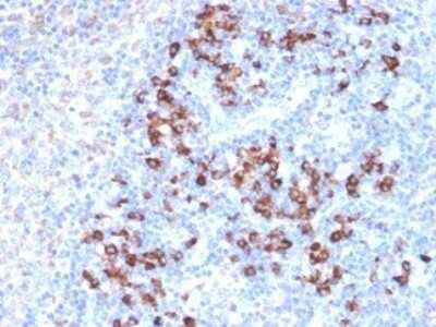 Immunohistochemistry-Paraffin: ZFP64 Antibody (PCRP-ZFP64-1H2) [NBP3-07697]