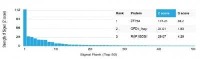 Protein Array: ZFP64 Antibody (PCRP-ZFP64-1H2) [NBP3-07697]